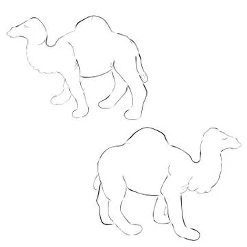 Simple 2 outline sketch camel Stock Illustration