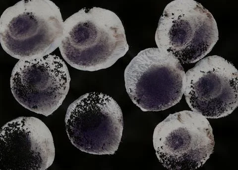 Simple abstract background with bubbles, falling confetti. Stock Illustration