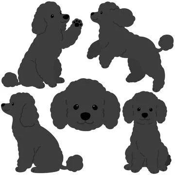 Simple and adorable black colored Poodle dog illustrations flat colored Stock Illustration