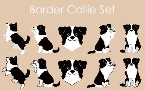 Simple and adorable Border Collie illustrations set Stock Illustration