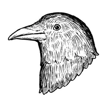 Simple and adorable Crow head illustration with outlines only vintage style Stock Illustration