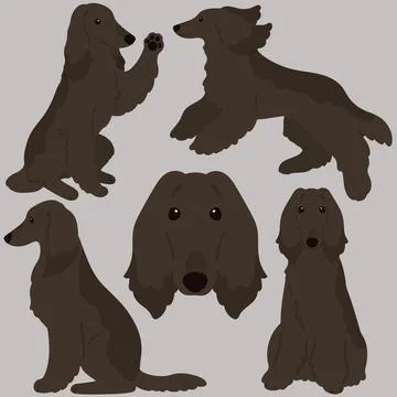 Simple and adorable dark colored flat colored Afghan Hound illustrations Stock Illustration