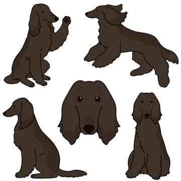 Simple and adorable dark colored Afghan Hound illustrations Stock Illustration