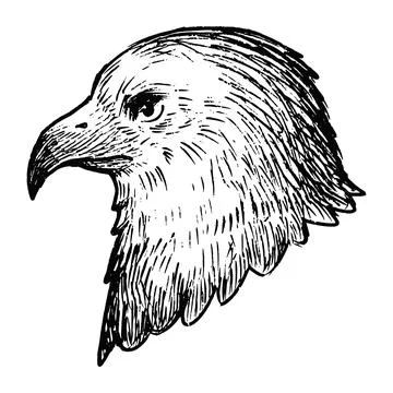 Simple and adorable Eagle head illustration with outlines only vintage style Stock-Illustration
