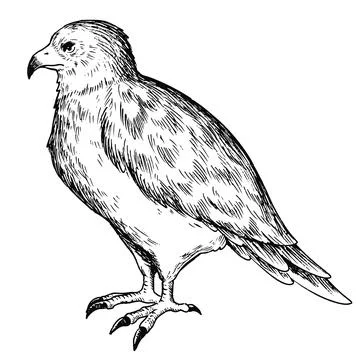Simple and adorable Eagle illustration with outlines only vintage style Illustrazione stock