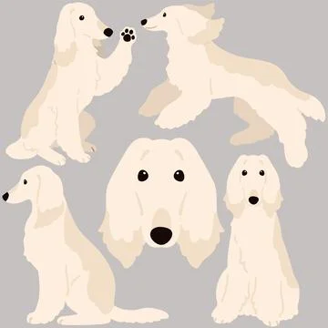 Simple and adorable flat colored Afghan Hound illustrations Stock Illustration