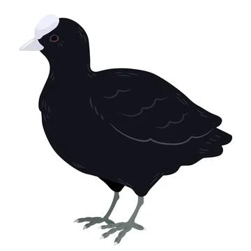 Simple and adorable flat colored Fulica atra illustration Stock Illustration