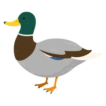 Simple and adorable flat colored Mallard Duck illustration 库存插图