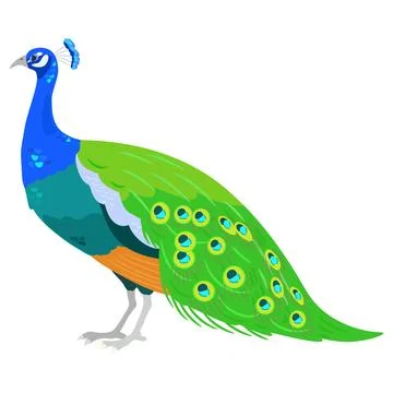 Simple and adorable flat colored Peacock illustration Stock Illustration
