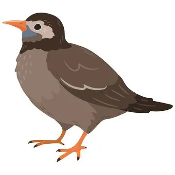 Simple and adorable flat colored White Cheeked Starling illustration Stock Illustration
