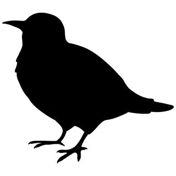 Simple and adorable flat colored White Cheeked Starling illustration Stock Illustration