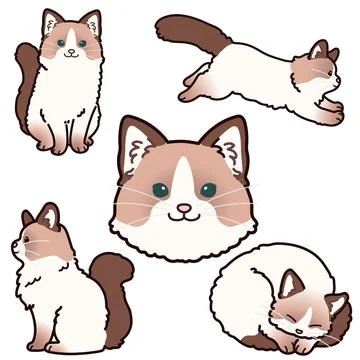 Simple and adorable illustrations of ragdoll cat Stock Illustration