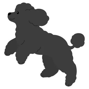 Simple and adorable jumping black colored Poodle dog illustration flat colored Stock Illustration