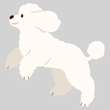 Simple and adorable jumping white colored Poodle dog illustration flat colored Stock Illustration