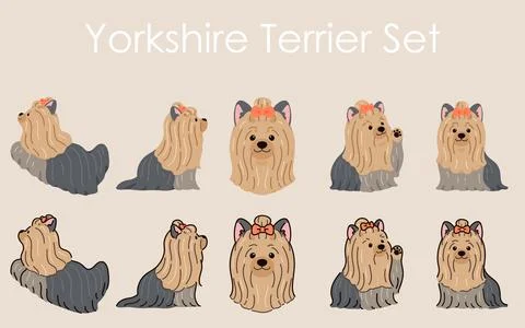 Simple and adorable Long Haired Yorkshire Terrier illustrations flat colored Stock Illustration