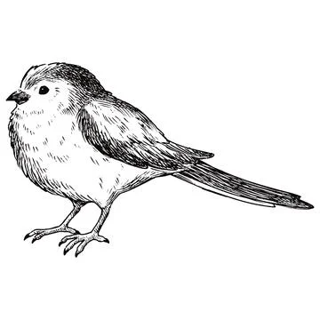 Simple and adorable Long-tailed tit illustration with outlines only vintage Stock Illustration