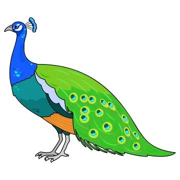 Simple and adorable outlined Peacock illustration Stock Illustration