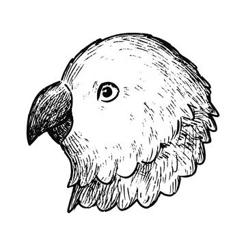 Simple and adorable Parakeet head illustration with only outlines vintage Stock Illustration