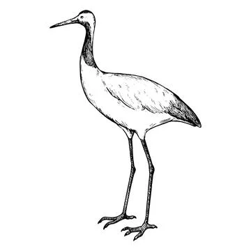 Simple and adorable Red-crowned crane illustration with outlines vintage Stock Illustration
