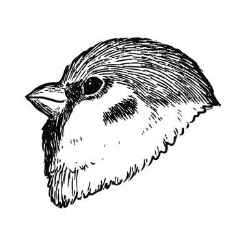 Simple and adorable Sparrow head illustration with only outlines in vintage Stock Illustration
