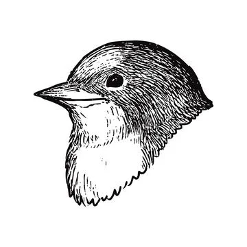 Simple and adorable Swallow head illustration with only outlines in vintage Stock Illustration