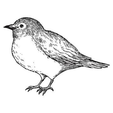 Simple and adorable Warbling white-eye illustration with only outlines Stock Illustration