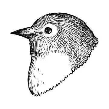 Simple and adorable Warbling white-eye illustration with only outlines Stock Illustration