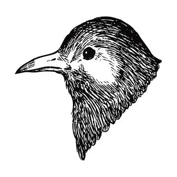 Simple and adorable White Cheeked Starling head illustration Stock Illustration