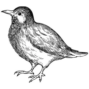 Simple and adorable White Cheeked Starling illustration with only outlines Stock Illustration