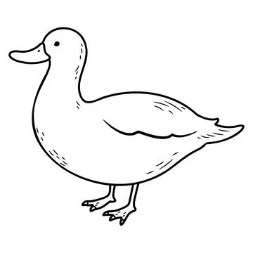 Simple and adorable White Duck illustration with only outlines 库存插图