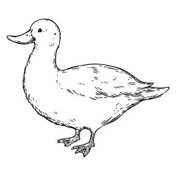 Simple and adorable White Duck illustration with only outlines in vintage Stock Illustration