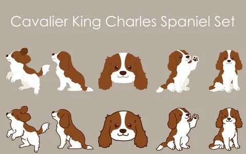 Simple and cute Brown Cavalier King Charles Spaniel illustrations set Stock Illustration