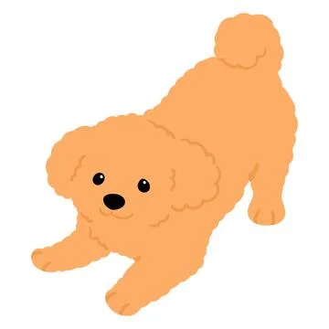Simple and cute flat colored illustration of Toy Poodle being playful Stock Illustration