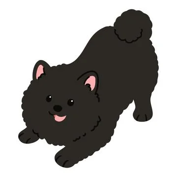 Simple and cute flat colored illustration of black Pomeranian being playful Stock Illustration