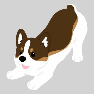 Simple and cute flat tri colored illustration of Corgi being playful Stock Illustration