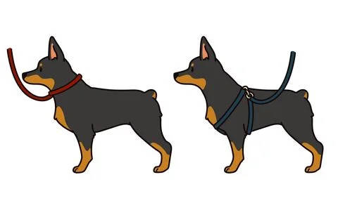 Simple and cute hand drawn Doberman Pinscher dog with leash and harness Stock Illustration