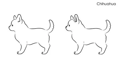 Simple and cute hand drawn line art illustration of Chihuahua in side view Stock Illustration