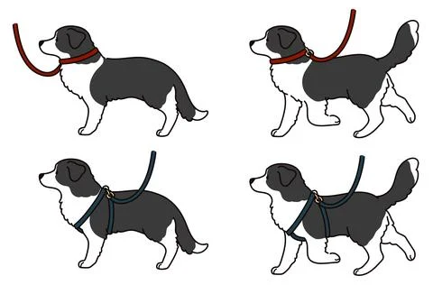 Simple and cute hand drawn Border Collie with leash and harness Stock Illustration