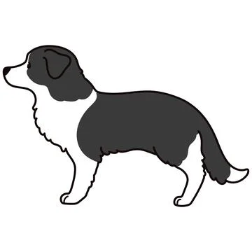 Simple and cute illustration of Border Collie in side view Stock Illustration