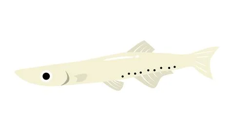 A simple and cute illustration of Icefish (Shirauo). Food and fish vector m.. Stock Illustration