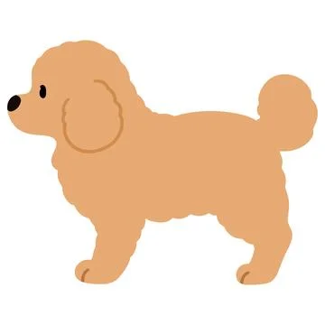 Simple and cute illustration of Toy Poodle in side view flat colored Stock Illustration