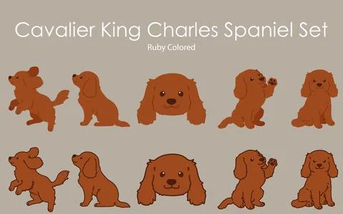 Simple and cute ruby colored Cavalier King Charles Spaniel illustrations set Stock Illustration