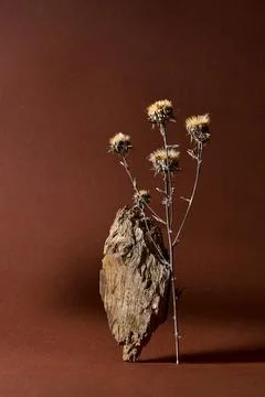 A simple and minimalist composition with a dry dandelion flower and dry wood Stock Photos
