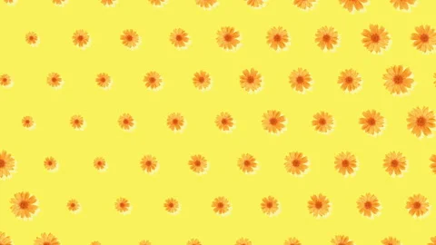 Simple and pop pattern of the gerbera flowers.loop. Stock Footage 196269312