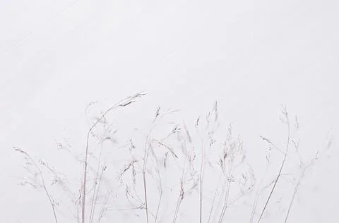 Simple autumn background - panicles of dry fluffy beige grass on white wooden Stock Photos