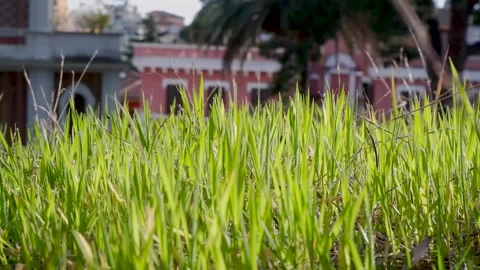 Simple background - green fresh grass lawn Vídeo Stock 304839178