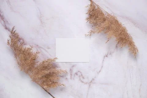 Simple background with pampas grass Stock Photos