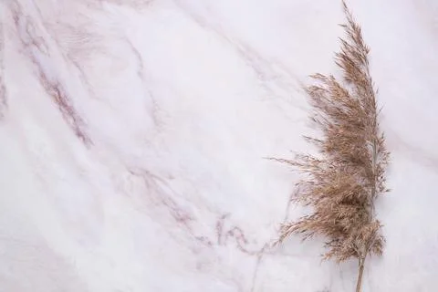 Simple background with pampas grass Stock Photos