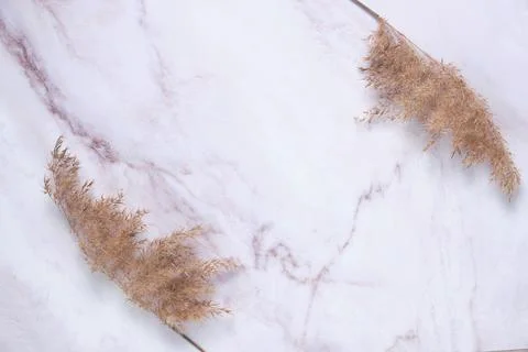 Simple background with pampas grass Stock Photos