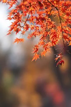 Simple Background with Red Maple Leaves Autumn Minimalist Design Stock Photos